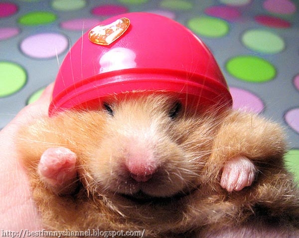 Funny hamster 2. 
