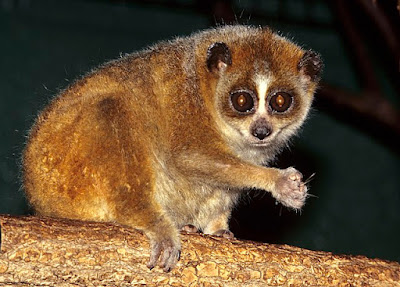 Slow Loris facts and information