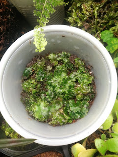 Musgo marchantia