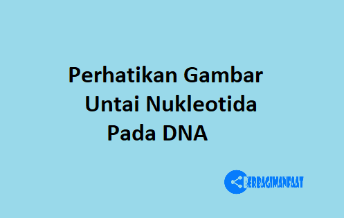 PERHATIKAN GAMBAR UNTAI NUKLEOTIDA PADA DNA BERIKUT