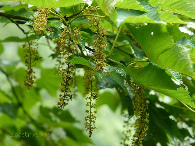 Acer nipponicum