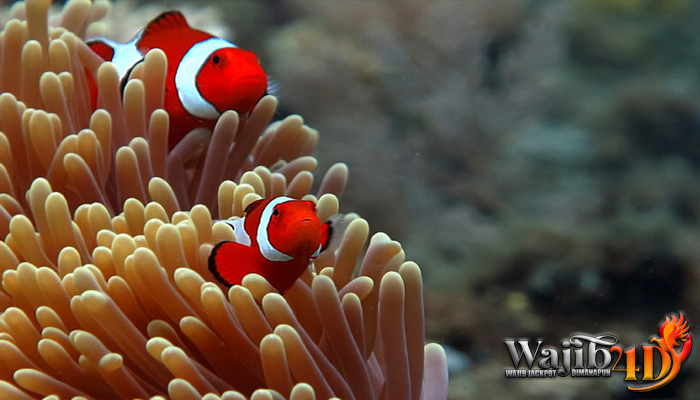 Ketahui Lebih Dalam Tentang Ikan Nemo