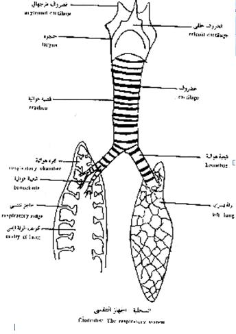 التنفس عند السحلية