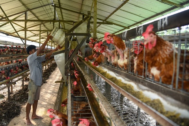 Harga Daging Ayam Kembali Naik, Namun Peternak Diperkirakan Merugi di 2023
