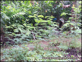 Leucaena leucocephala, young ipil-ipil, ipil-ipil