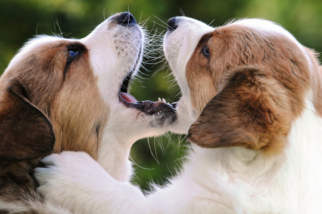 Play is important to puppies, like these Cardigan Welsh Corgis, for several reasons - and doesn't always indicate good welfare