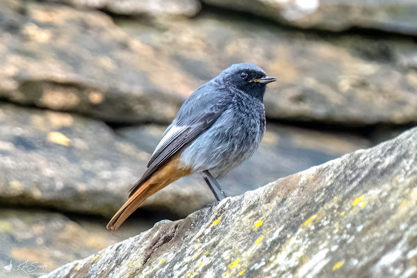 Black redstart