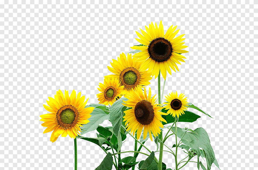 Sunflower PNG Picture - Sunflower PNG Images Download - Sunflower Flower Images Download - Sunflower flower images download