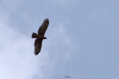 Oriental Honey-buzzard