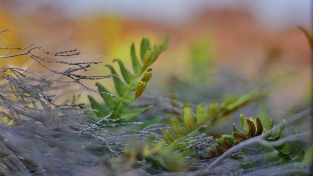 Läsö Natur