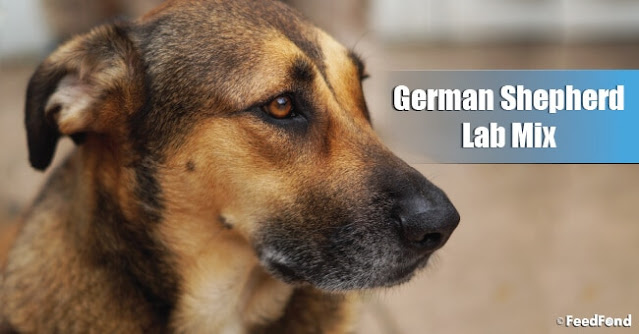 German Shepherd Lab Mix – Dog Breed Guide