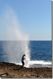 blowhole drench