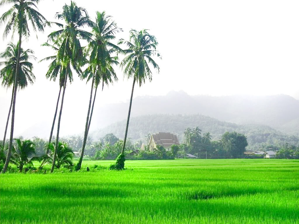 Terkini 20 Gambar Sawah Padi