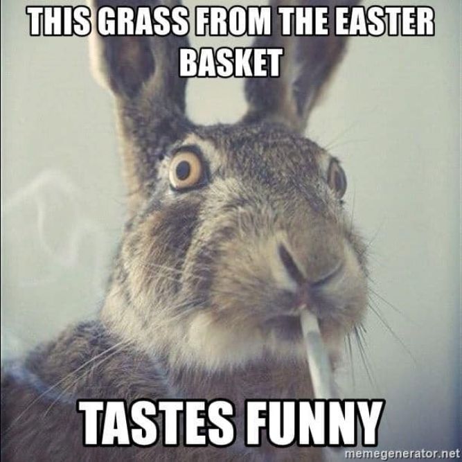 The Grass Form the Easter Basket Taste! - Funny Easter memes pictures, photos, images, pics, captions, jokes, quotes, wishes, quotes, SMS, status, messages, wallpapers