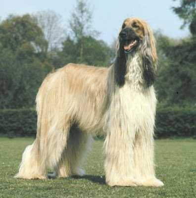 Afghan Hound Dog Picture