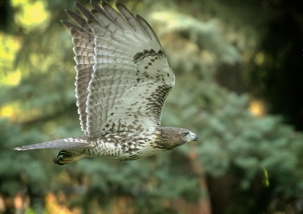 Tompkins Square red-tailed hawk fledgling