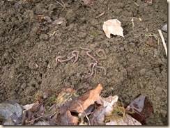 earthworms and leaf mulch