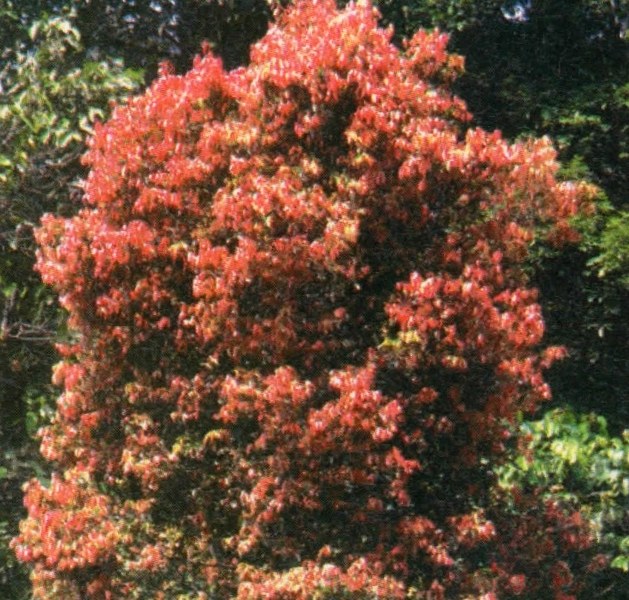 Pohon kayu manis Cinnamomum burmanii
