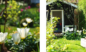 Børnenes sorte legehus står nu omgivet af hvide tulipaner Purissima