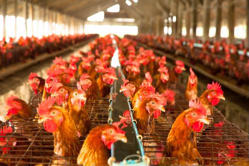 KFC UK chicken supply caught up in supply chain breakdown