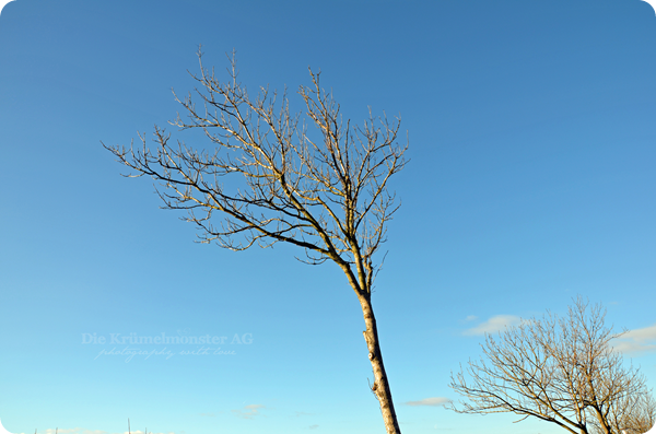 Spaziergang durch Wremen 241113 (25)