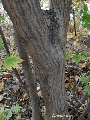 Клён ложнозибольдов (Acer pseudosieboldianum)