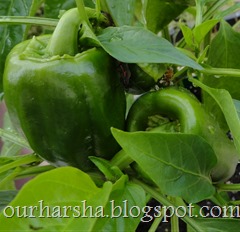 green bell pepeers (6)