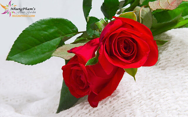 Hoa hồng đẹp cho người yêu