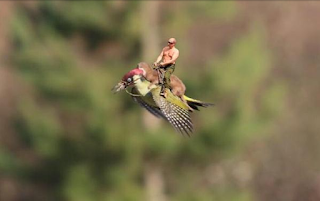 shirtless Putin on weasel on woodpecker