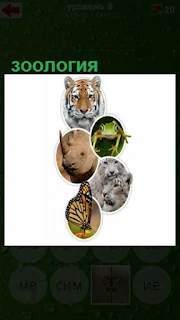  зоология показана в картинках с изображением разных зверей