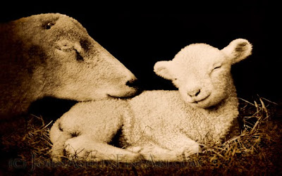 Peaceful Lamb (c) John Ashley