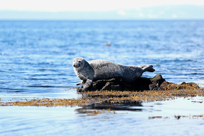 The Vatnsnes Peninsula - Seals in the north of Iceland