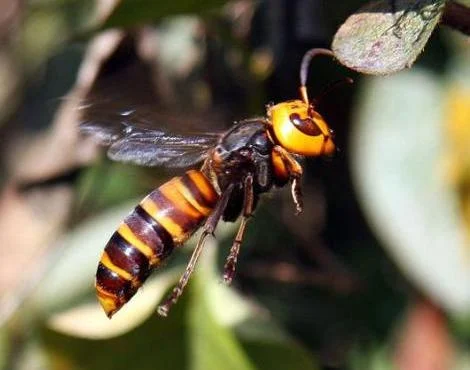 Asya Dev Eşek Arısı (Asian Giant Hornet) Hakkında Bilgiler