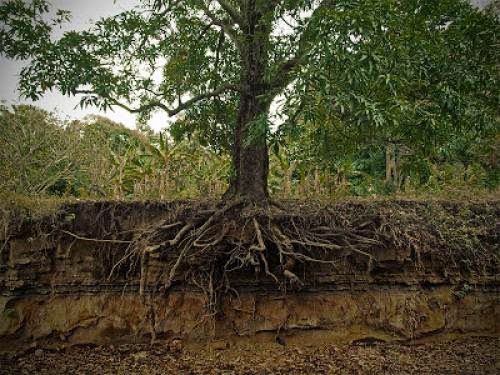How Do Roots Of Plants Grow In Outer Space With Zero Gravity