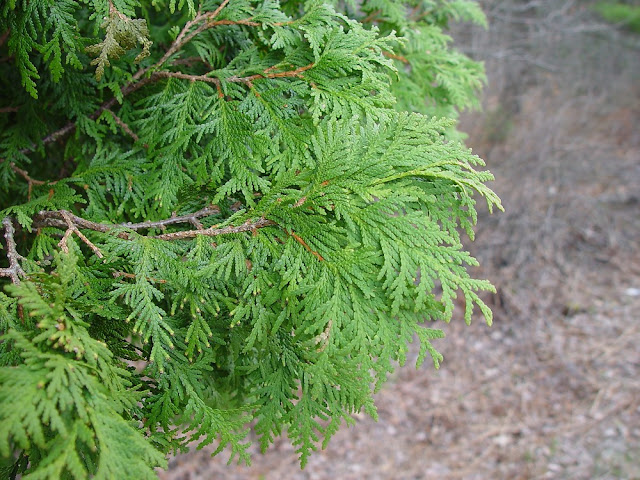 THUJA - CEDRO BLANCO