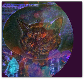 Real Cat Paisley--Nebula