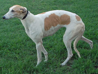 Greyhound, sighthound- white with reddish spots