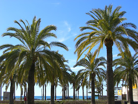 Palm trees in Salou promenade