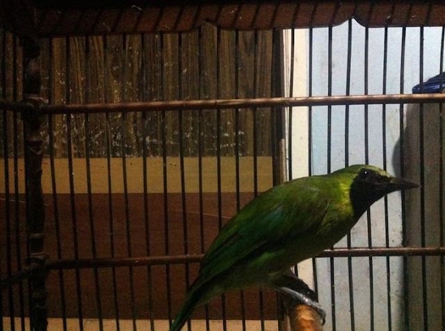 Melatih Mental Burung Cucak Ijo