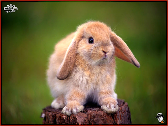 gambar kelinci lucu, foto kelinci, wallpaper kelinci