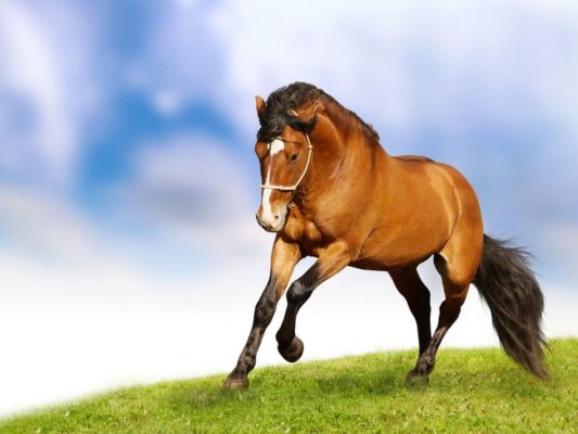 تفسير حلم رؤية الحصان او ركوبه في المنام موسوعة المعرفة الشاملة