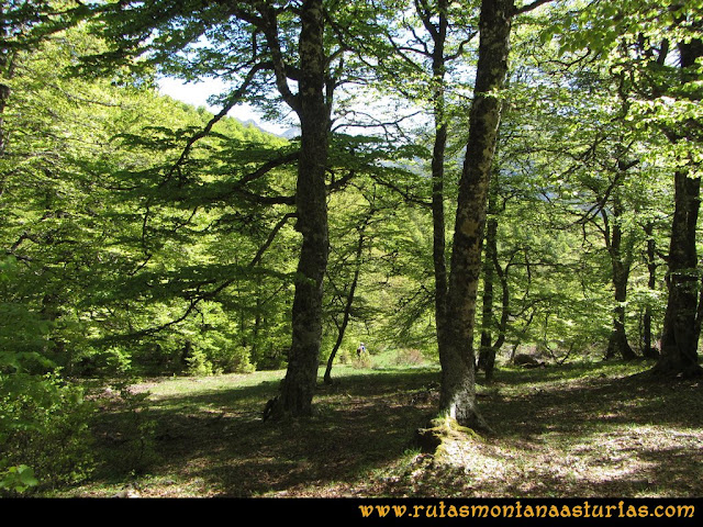 Transcantábrica Tarna-Ponga: Cruzando bosque