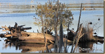 Harris Neck NWR_041