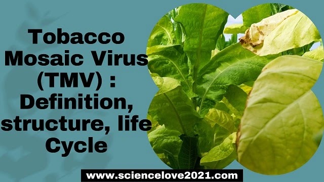 Tobacco Mosaic Virus (TMV) : Definition, structure, life Cycle