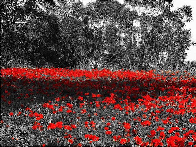 beautiful red selective color photography