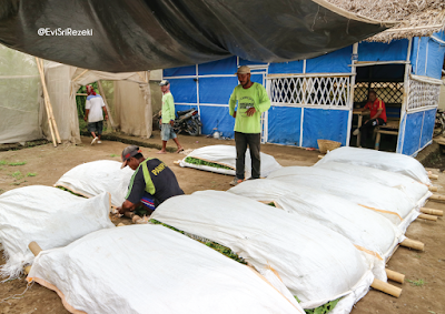 Jelajah Tembakau I: Budidaya Perkebunan Tembakau di Ajung, Kabupaten Jember