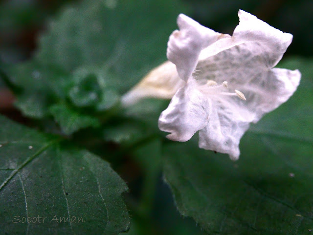 Strobilanthes oligantha