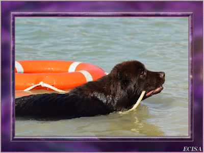  PHOTO TERRE-NEUVE MAVERICK Chien sauvetage aquatique dans le Jura 39 PHOTOGRAPHE JD AMET