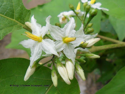 Indian nightshade, Solanum indicum