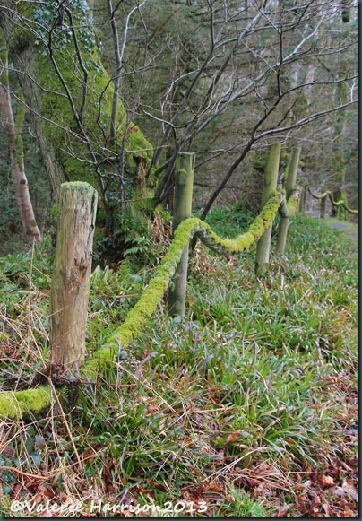 1-Mossy-ropes